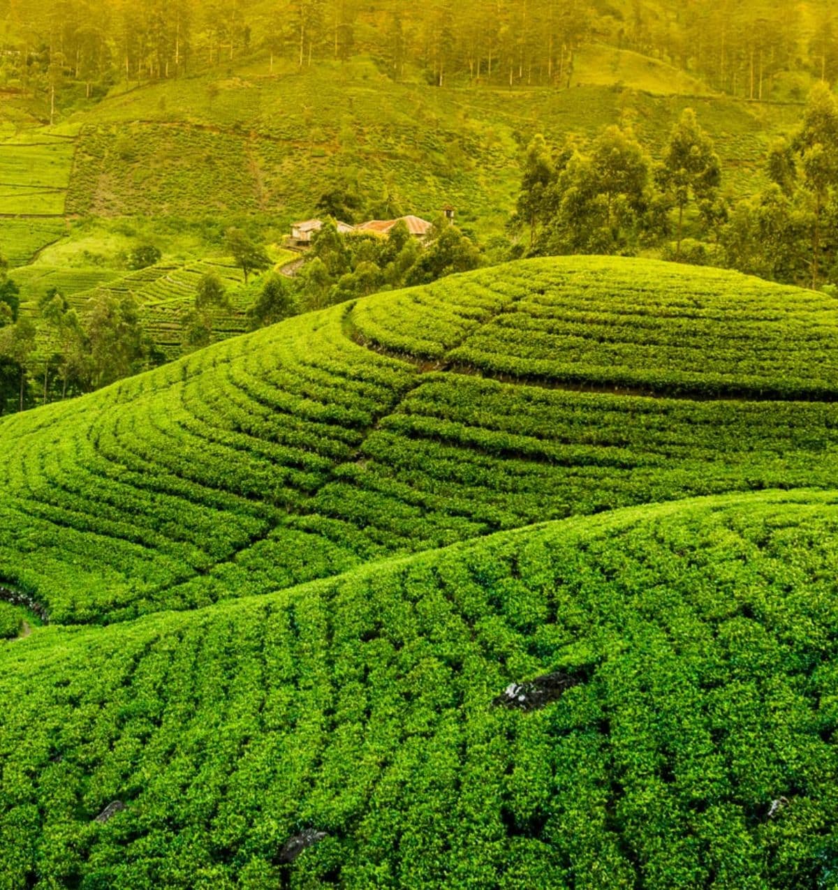 Hill Country Photography Tour in Sri Lanka Day 1