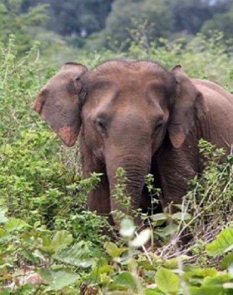 Beach Tour in Sri Lanka Day2