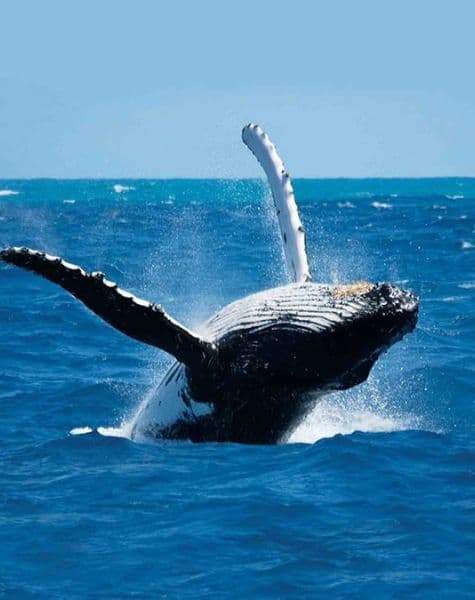 Infuse Your Holiday with Local Vibe at Flagship of Cinnamon Day10