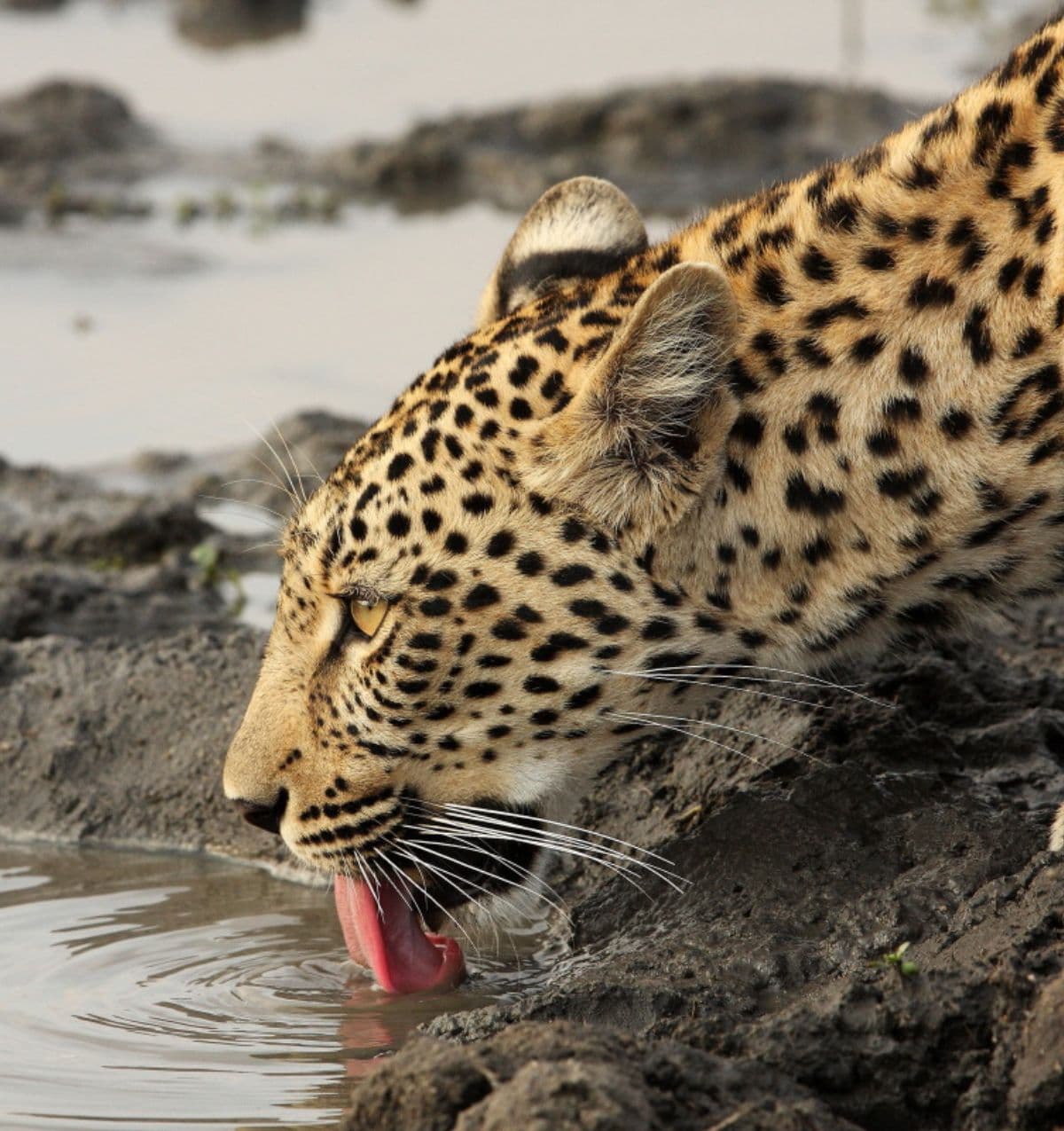 Sri Lanka Itinerary 21 Days Day1