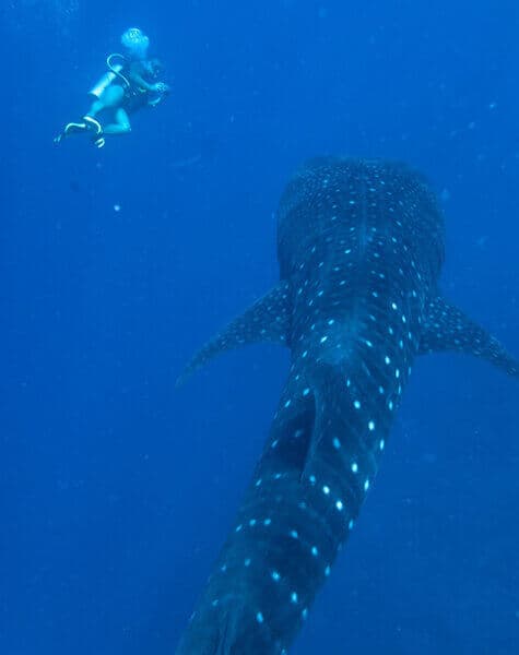 Thrilling Diving Experience with Maldives Explorer Day 4