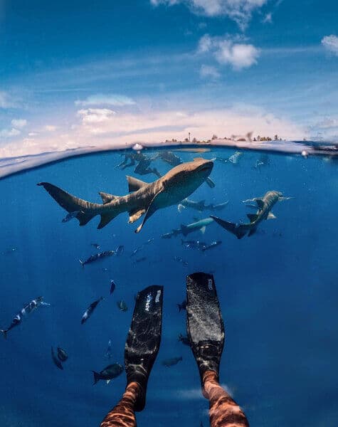 Thrilling Diving Experience with Maldives Explorer Day 8