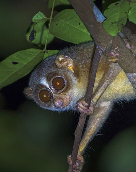 Echoes of the Wild in Sri Lanka Day 10