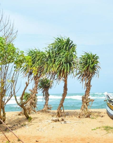 Feathered Trails of Ceylon Day10