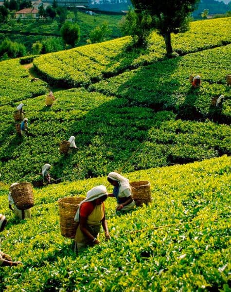 Family Tour in Sri Lanka Day10, 11, 12