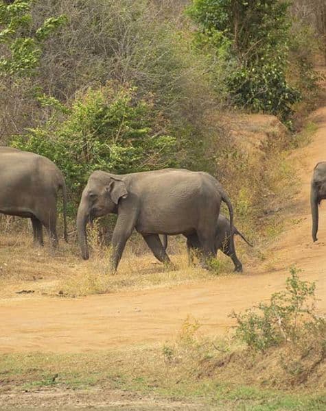 Wildlife Photography Tour in Sri Lanka Day 5