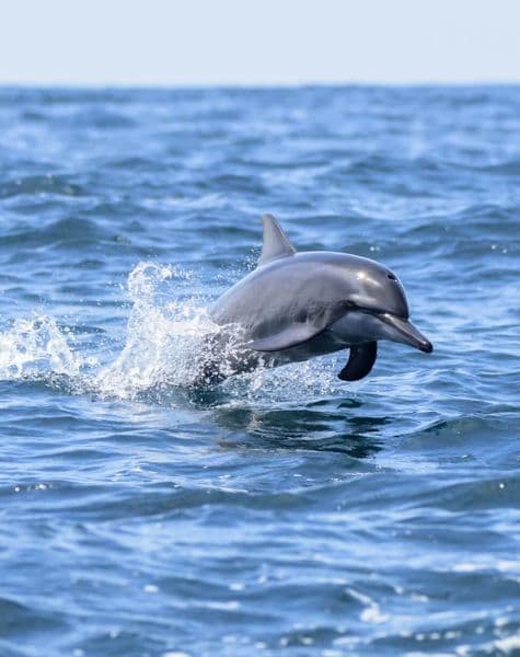 Sri Lanka Itinerary 14 Days Day4, 5