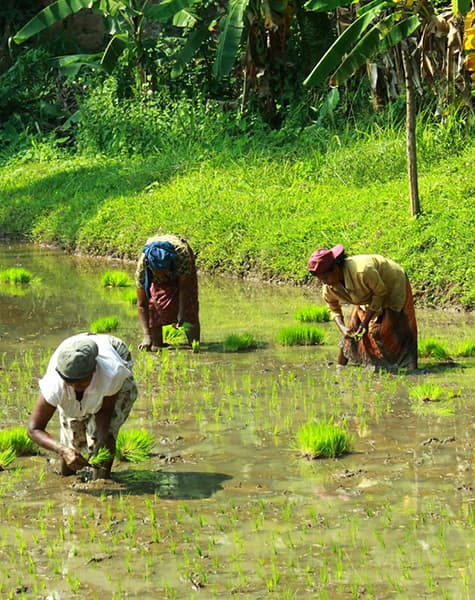 Feathered Trails of Ceylon Day14