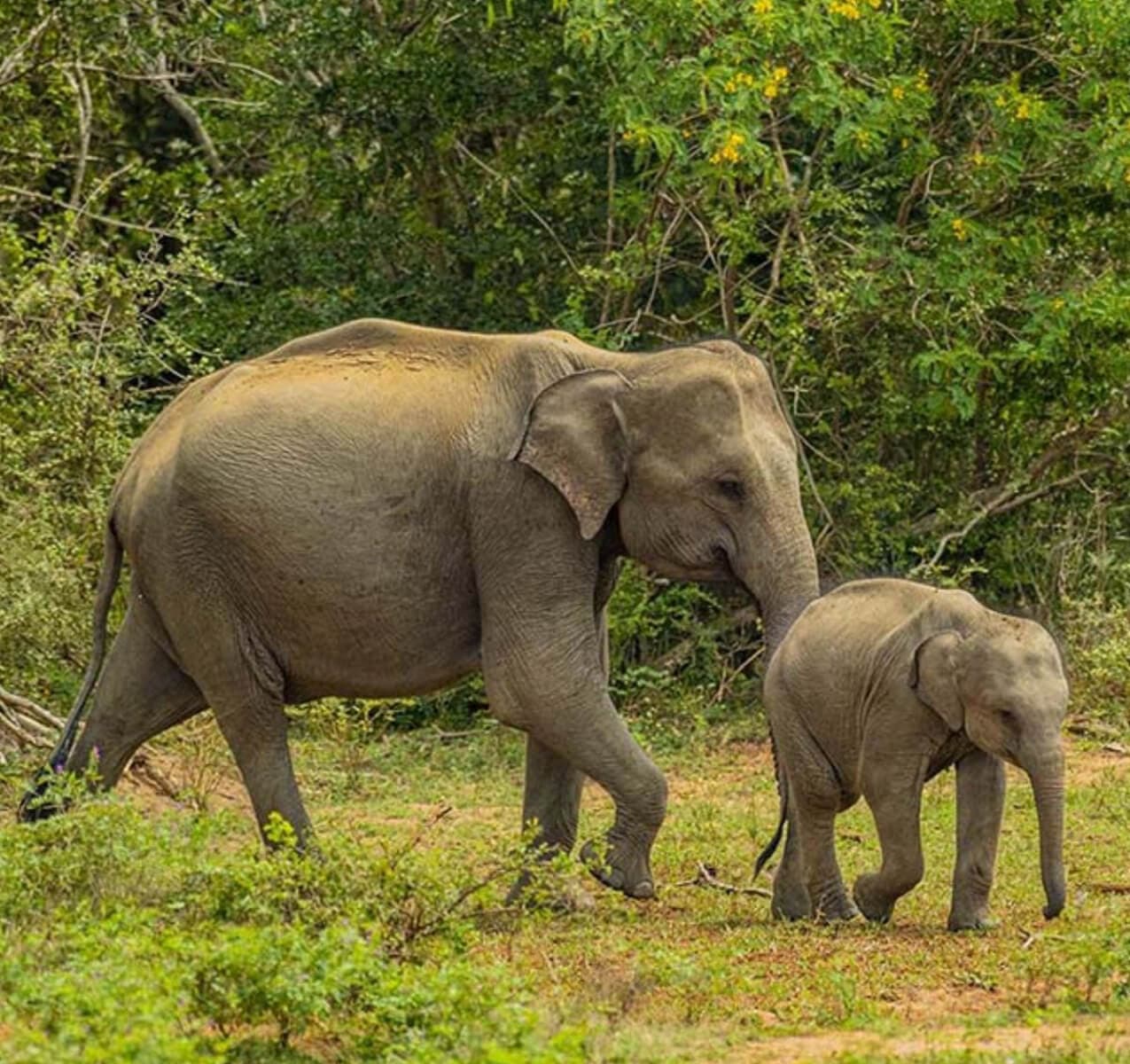Wildlife Tour in Sri Lanka
