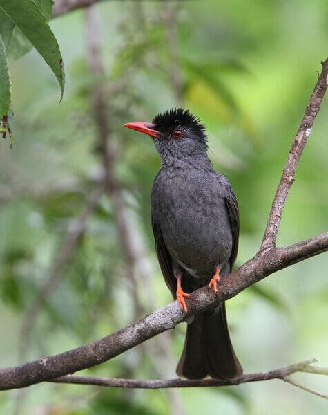 Feathered Trails of Ceylon Day5