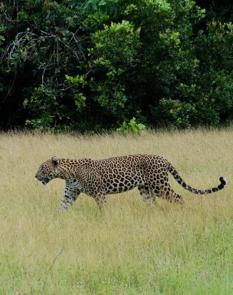 Tour on Leopards Trails in Sri Lanka Day2