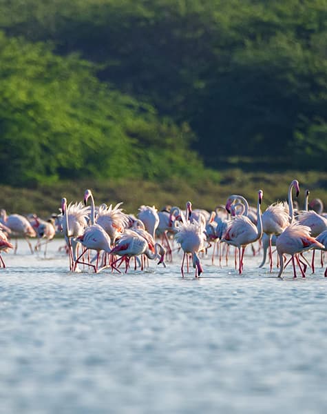 Feathered Trails of Ceylon Day9