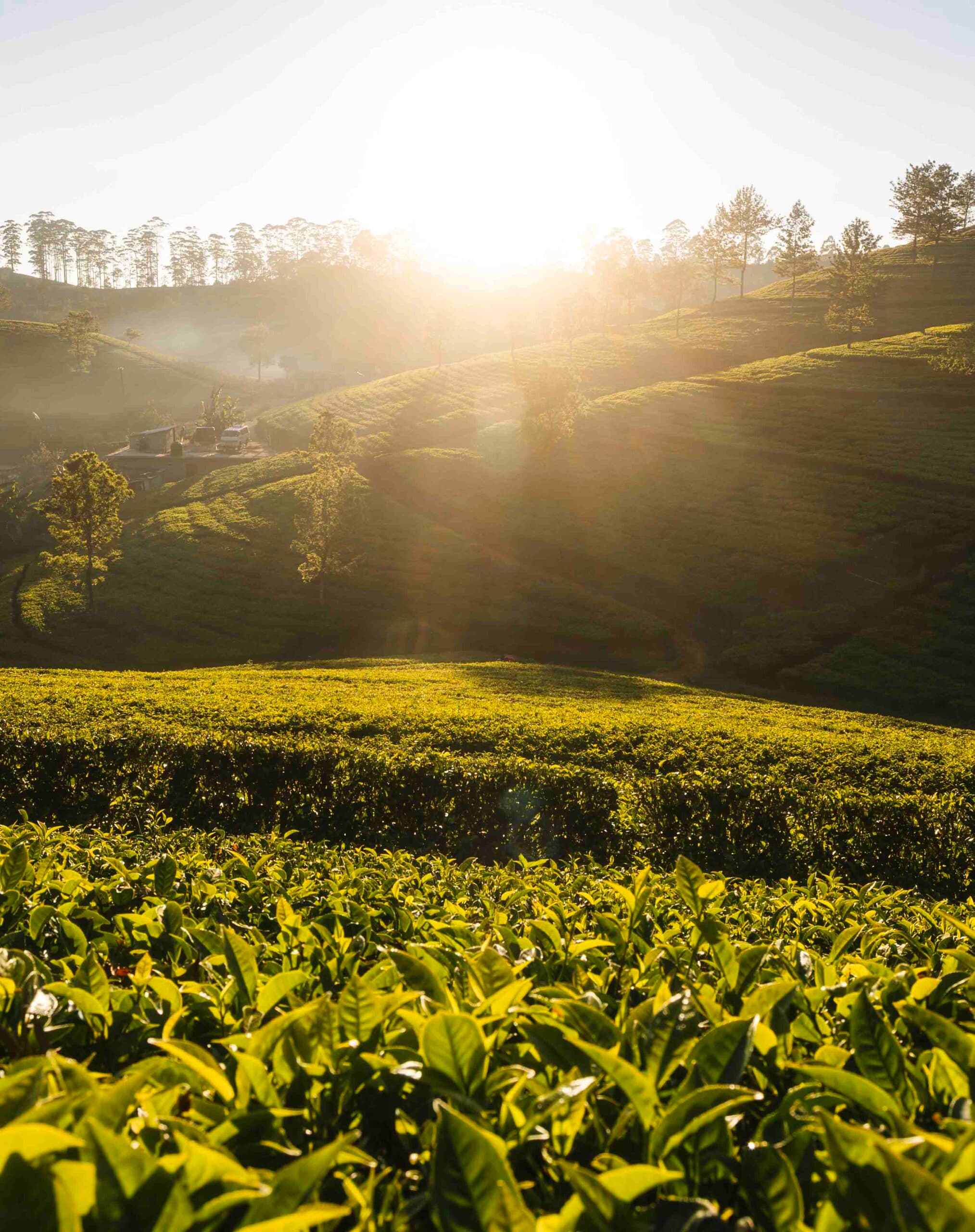 Tour on Leopards Trails in Sri Lanka Day 15