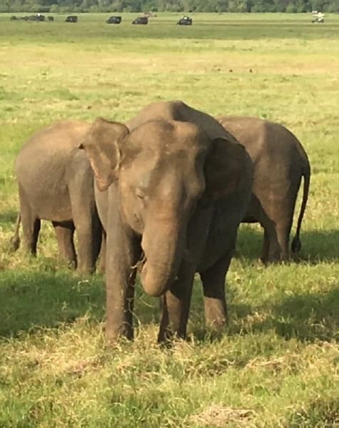 Tour on Leopards Trails in Sri Lanka Day7