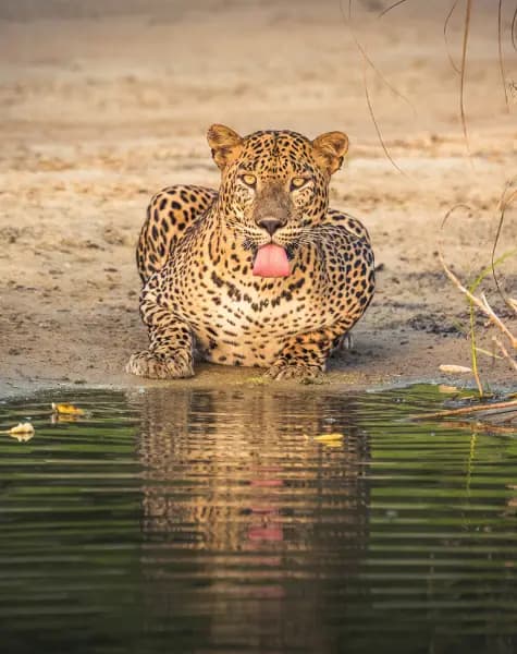 Tour on Leopards Trails in Sri Lanka Day 4