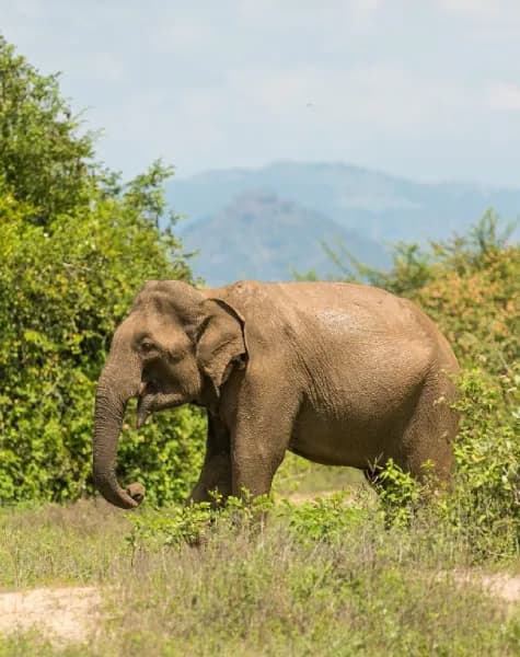 Tour on Leopards Trails in Sri Lanka Day8