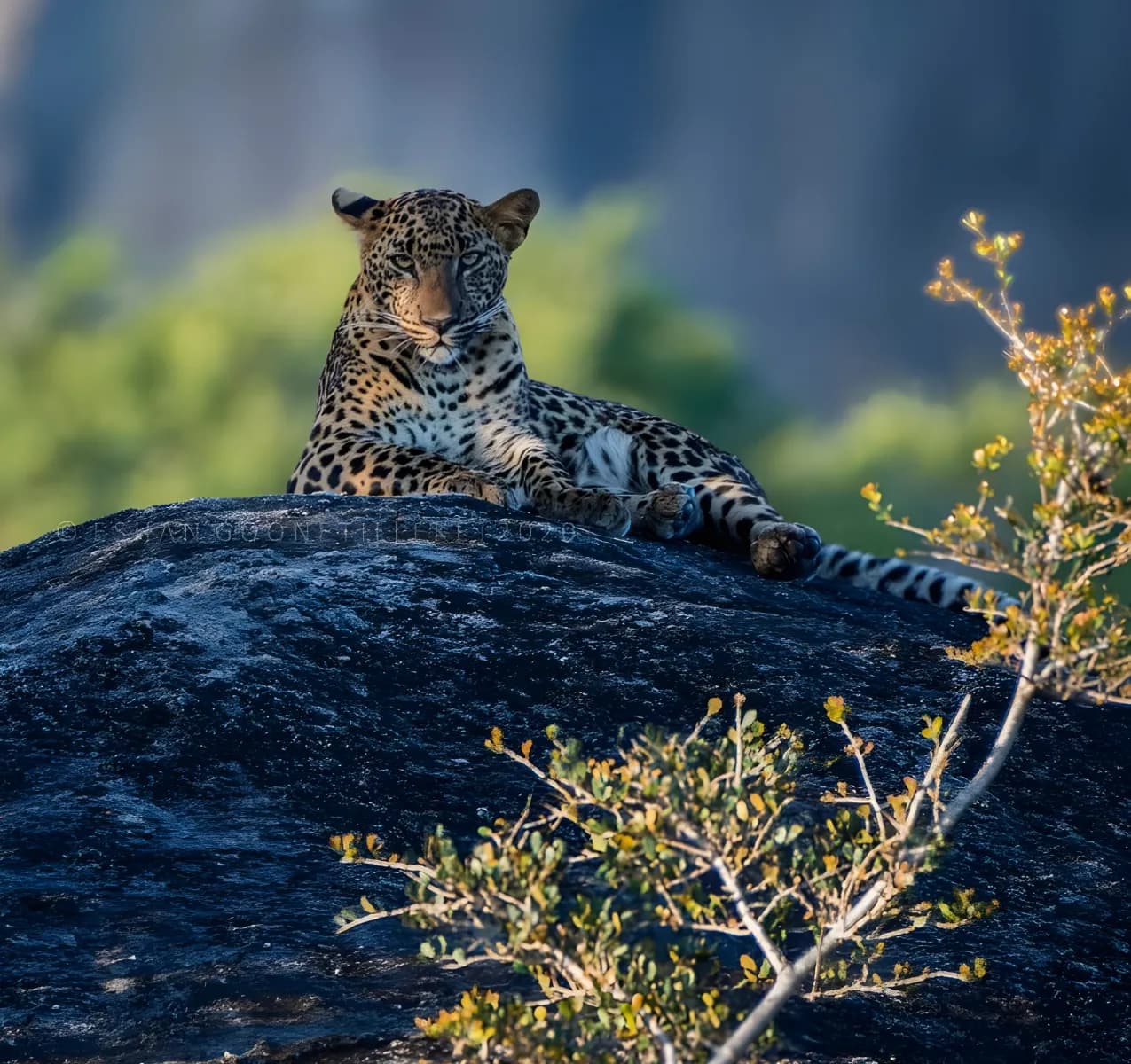 Tour on Leopards Trails in Sri Lanka