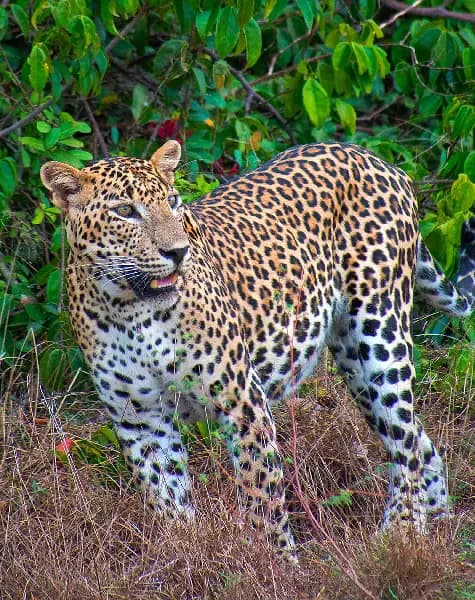 Tour on Leopards Trails in Sri Lanka Day 3